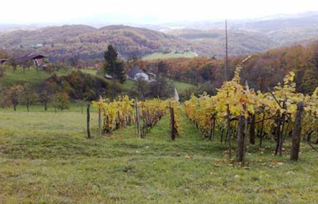 Vinogradi