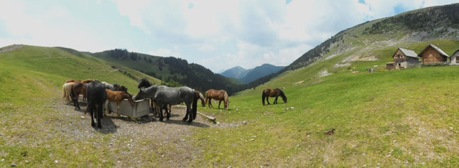 Pašniki na planini Bistrica pod vrhom Ojstrnika (foto:Klemen Kastelic)